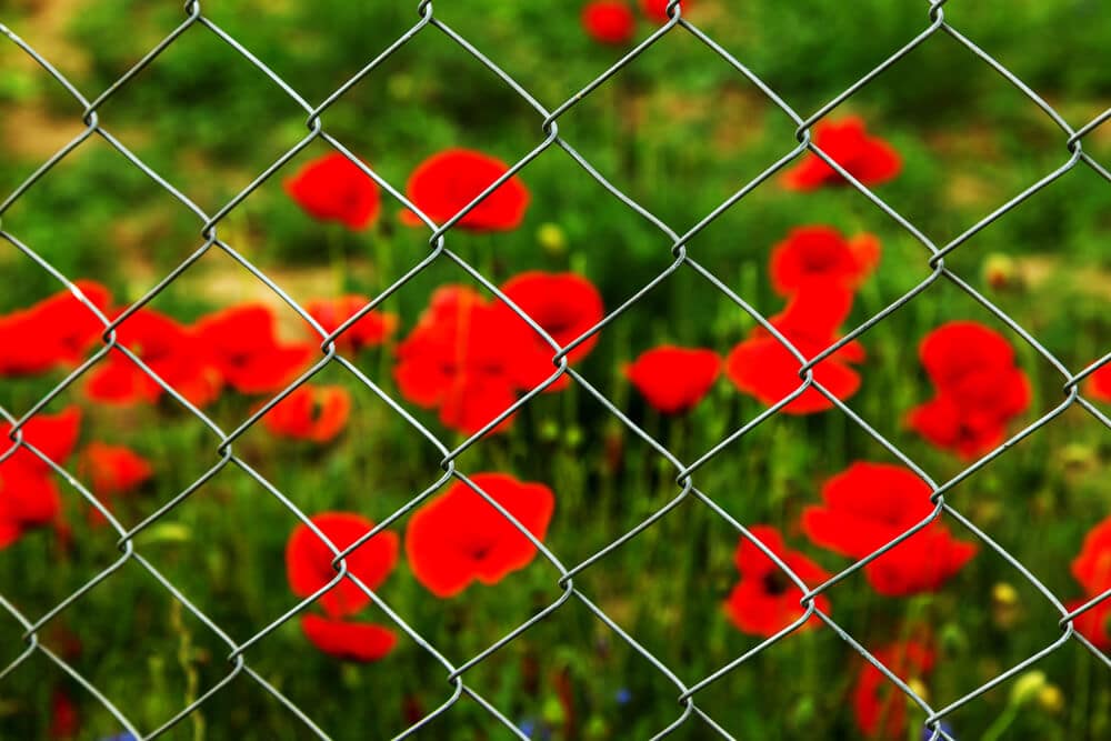 Field of red opium poppies | BigEasyFences