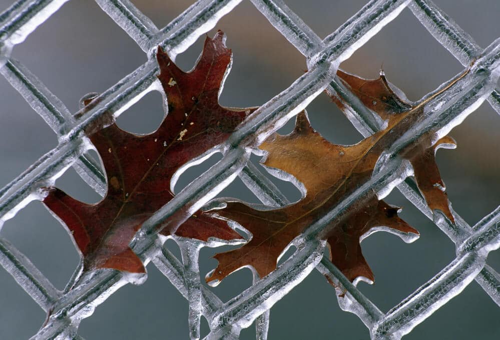 Leaves on Frozen Fence | BigEasyFences