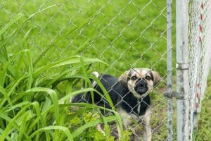 Dog Inside Chain Link fences - Golden Gate Fences