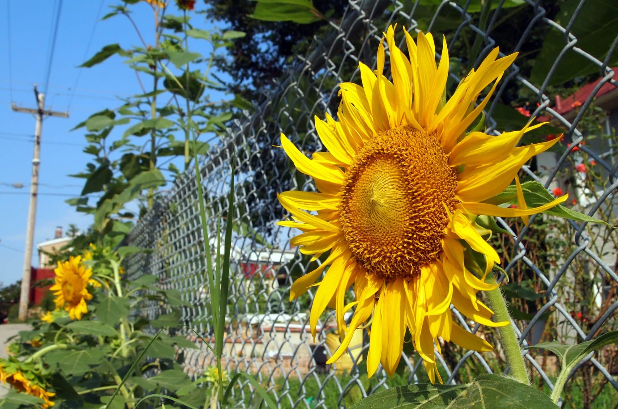 residential chain link fences