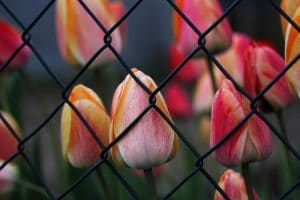3 Ways for a Successful Chain Link Fence Upgrade